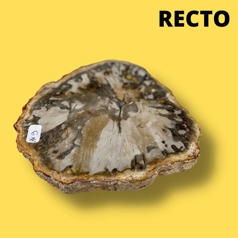 Versteinertes Holz #9