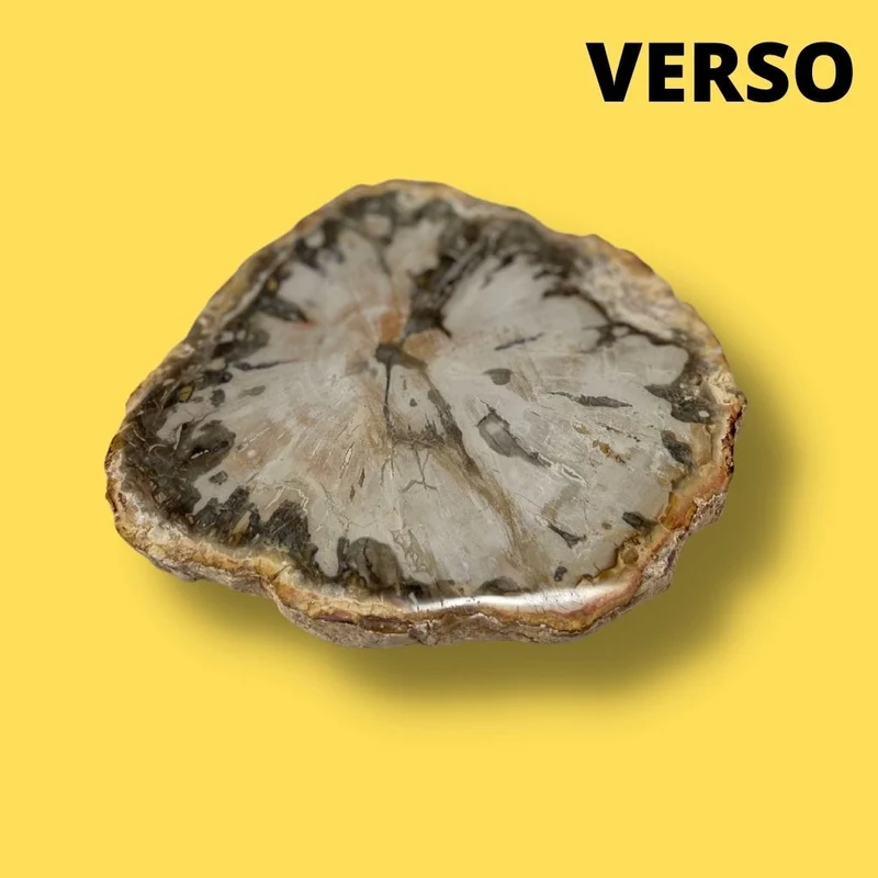 Versteinertes Holz #9
