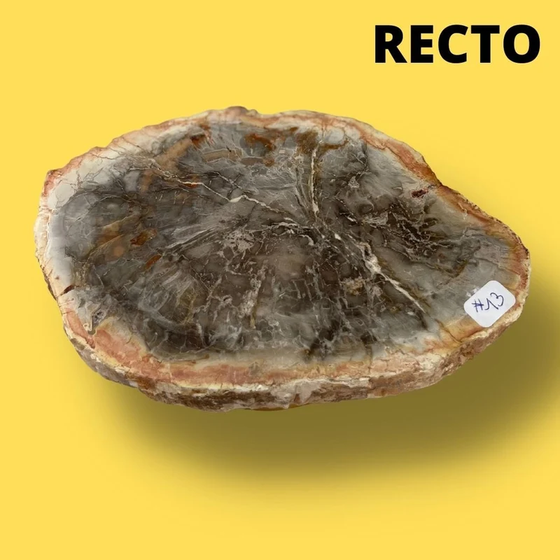 Versteinertes Holz #13