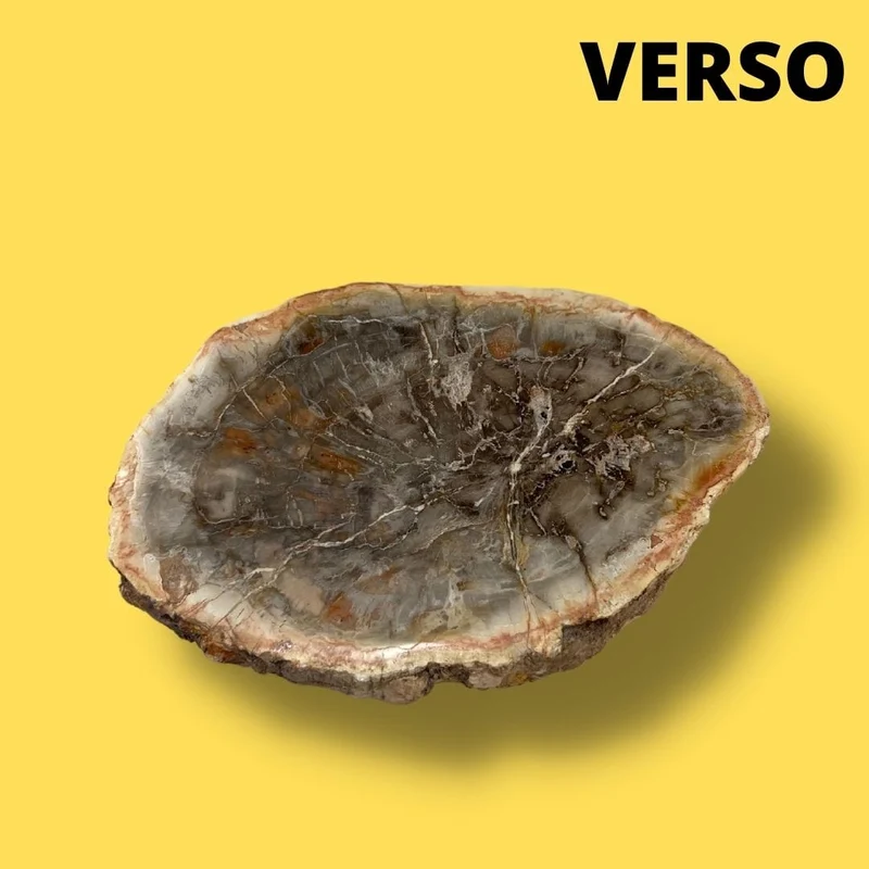 Versteinertes Holz #13