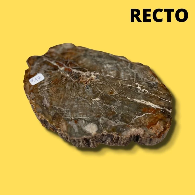 Versteinertes Holz #17