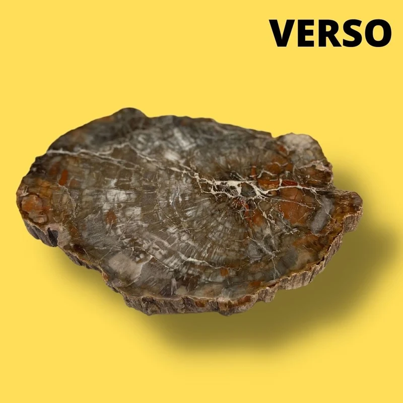 Versteinertes Holz #17