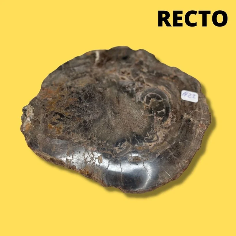 Versteinertes Holz #22