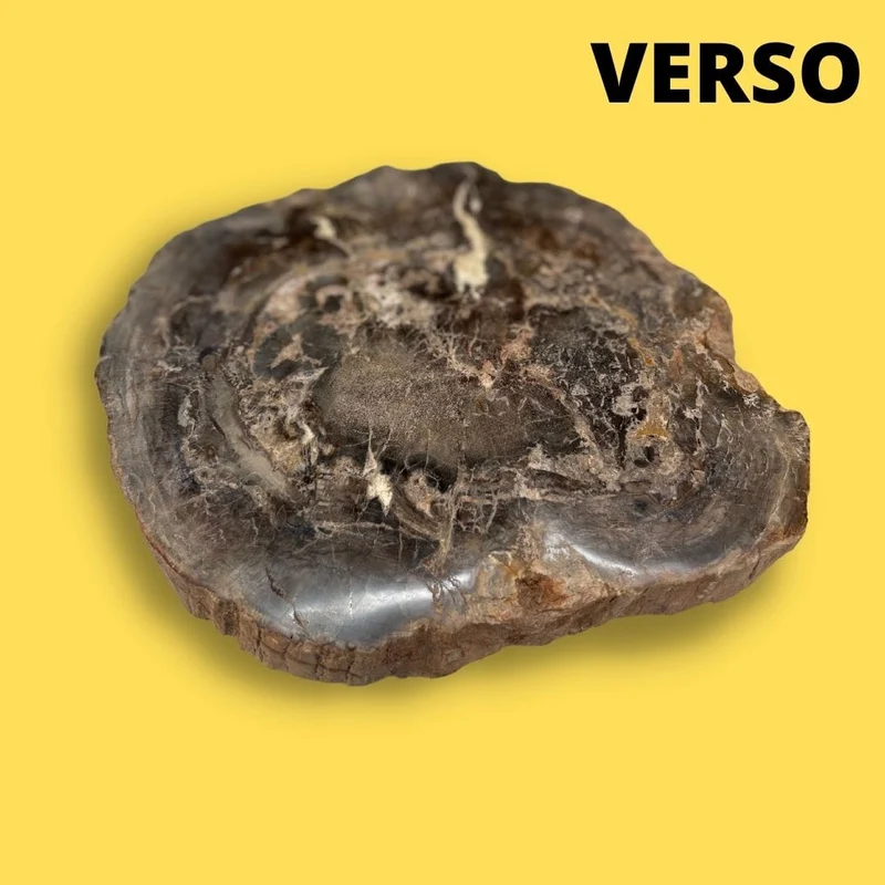 Versteinertes Holz #22